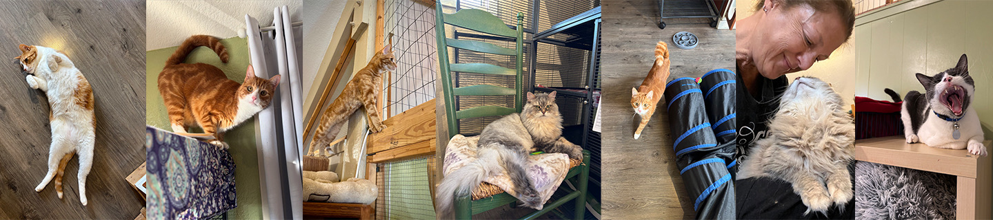 Cozy Cat Boarding - Our team with the cats we love
