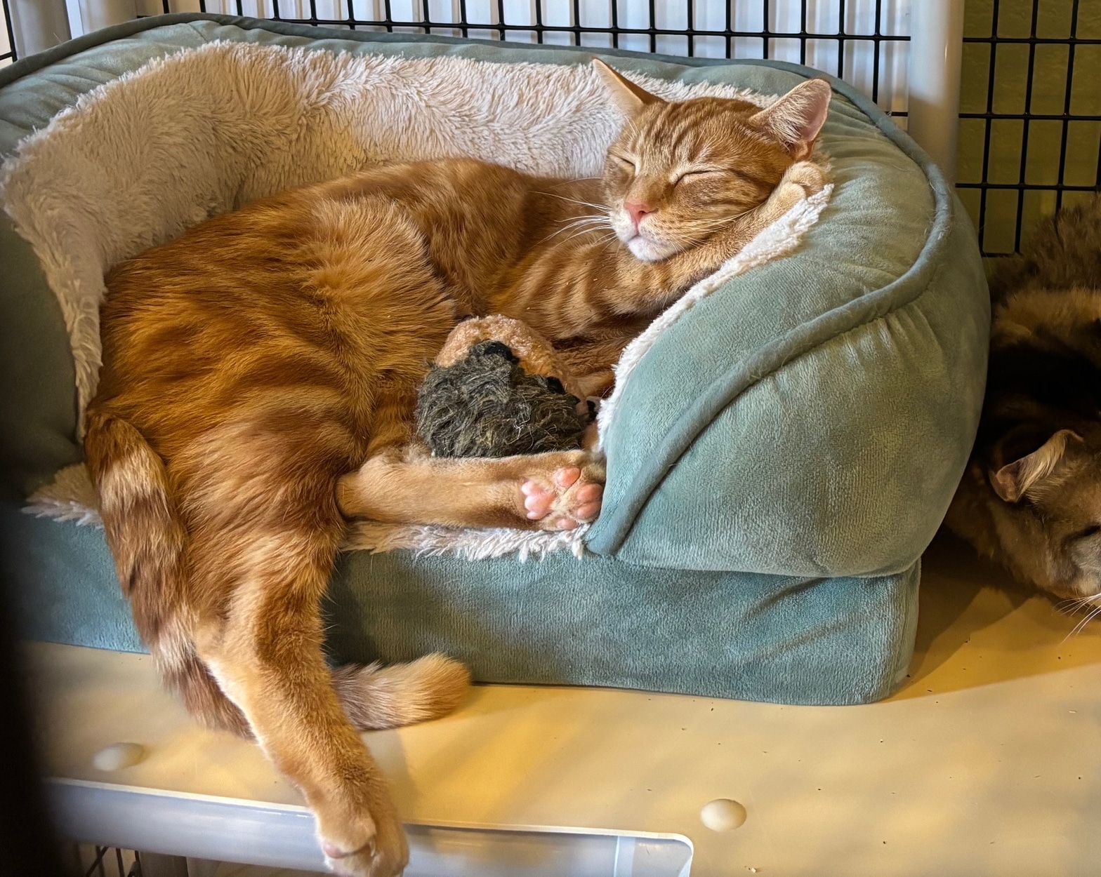 Cozy Cat Boarding - Orange cat sleeping in a teal bed