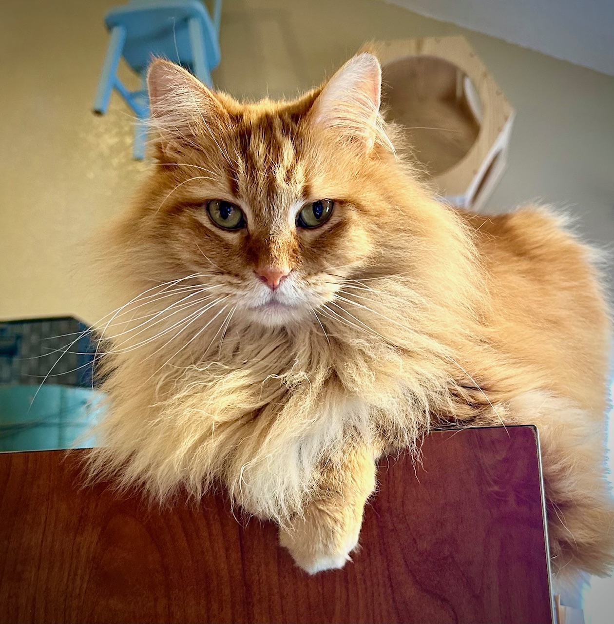 Cozy Cat Boarding - Fluffy orange cat loafing on a wooden surface