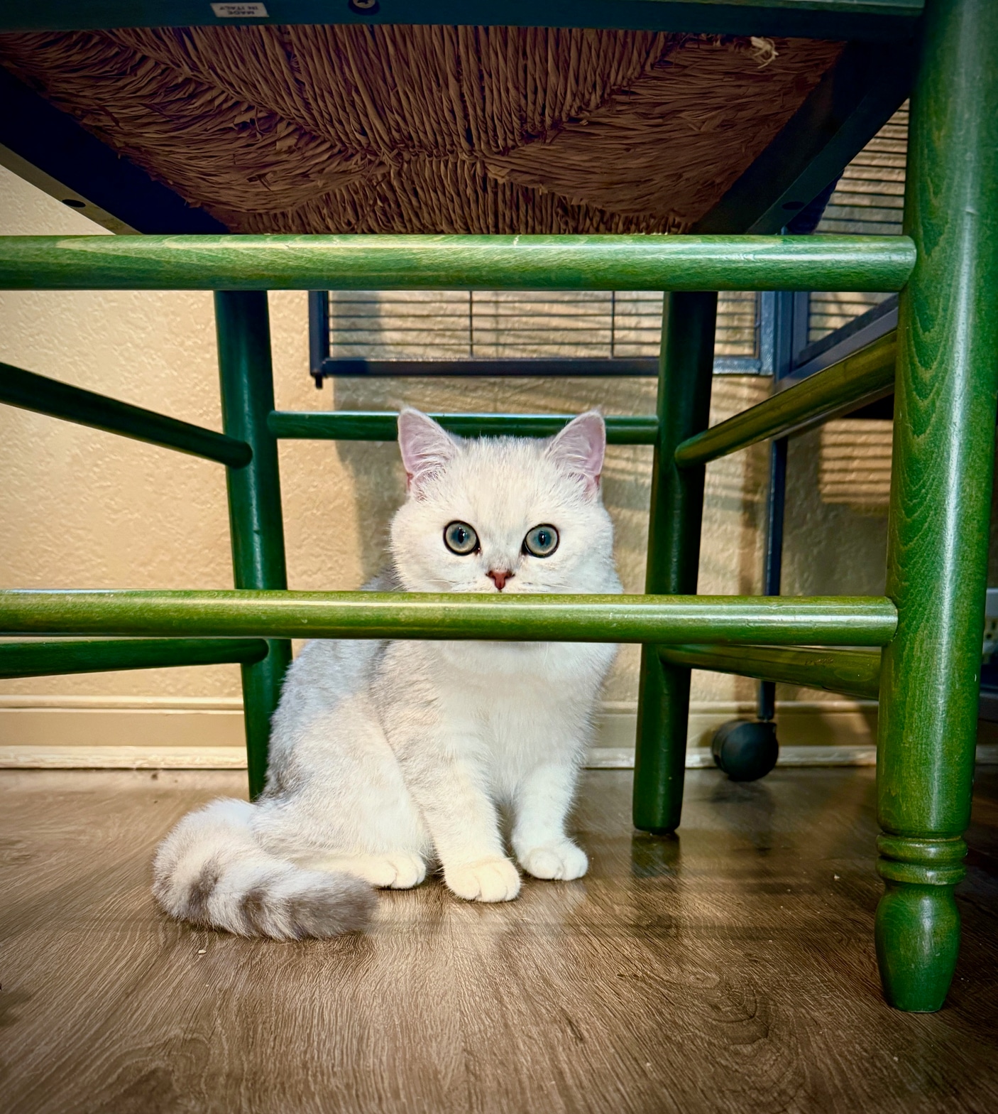 Cozy Cat Boarding - White cat sitting under a green chair