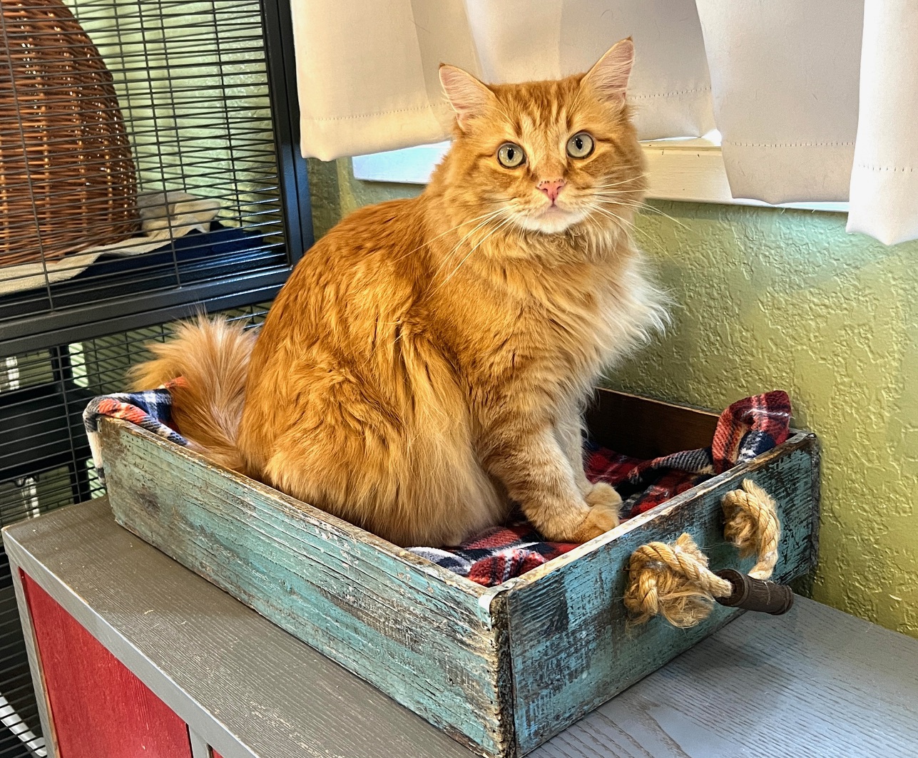 Cozy Cat Boarding - Orange cat relaxing in a rustic wooden bed