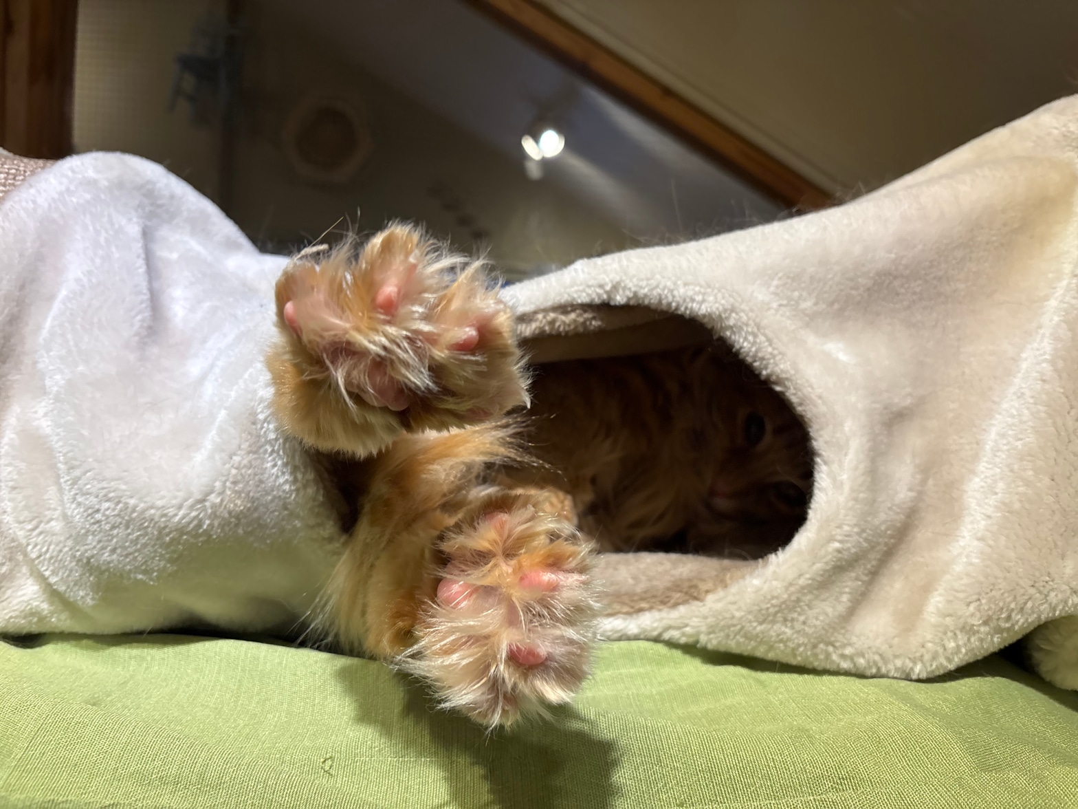 Cozy Cat Boarding - Cat peeking out from a cozy blanket wrap
