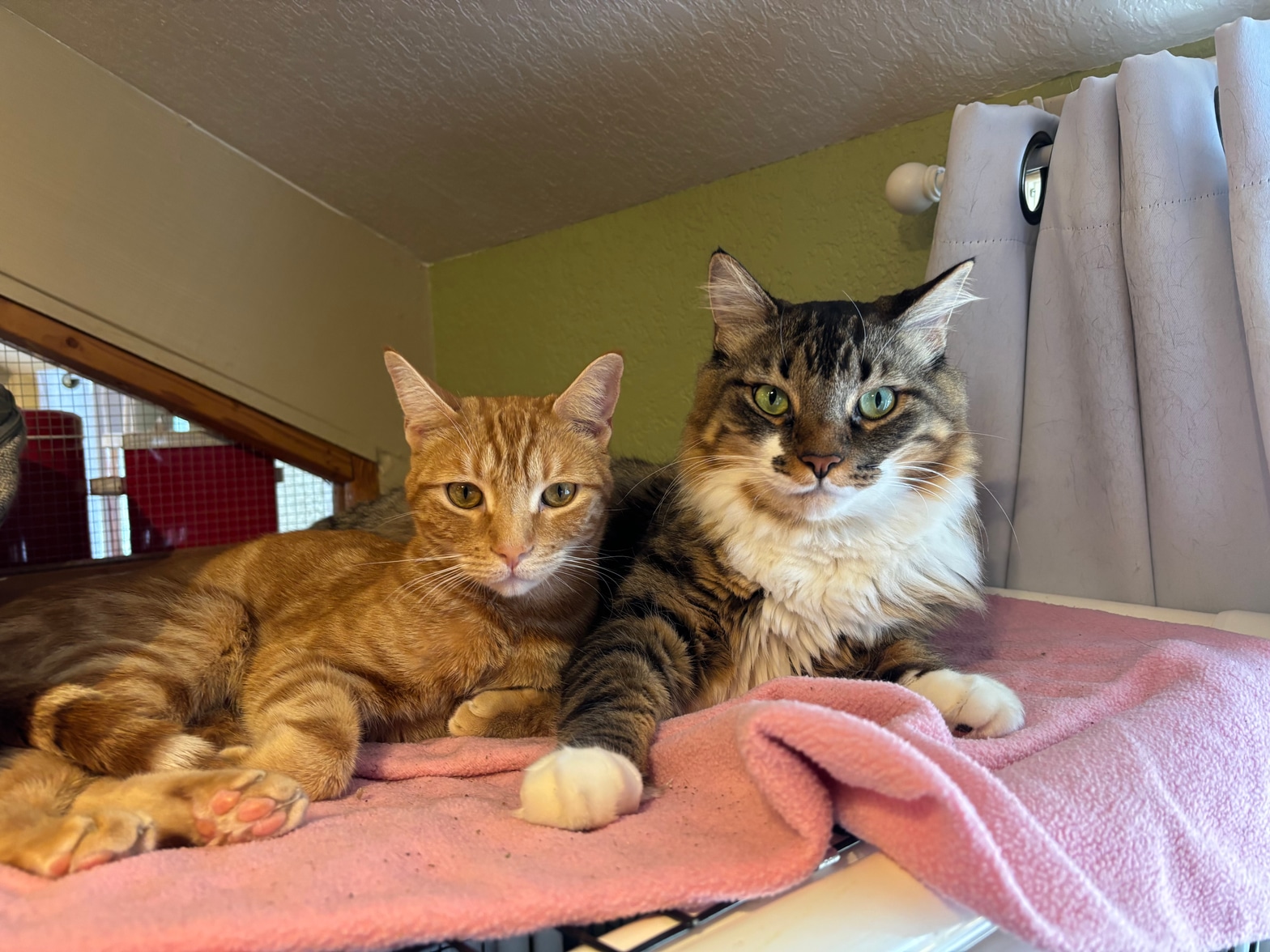 Cozy Cat Boarding - Two cats lounging together on a pink blanket