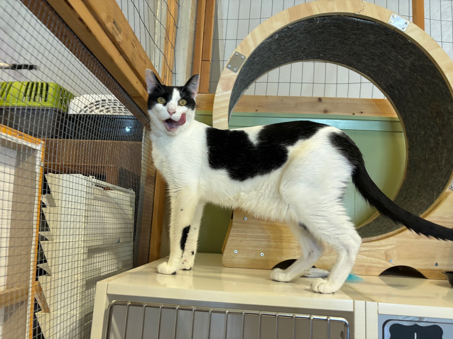 Cozy Cat Boarding - Black and white cat exploring the play area